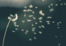 Želja i duhovni život