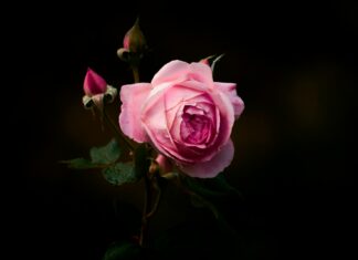 Što je zajedničko Sherlocku Holmesu i svetom Ignaciju Lojolskom? ruža, sherlock